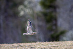 Regenbrachvogel