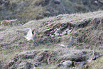 Regenbrachvogel