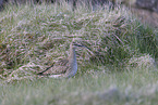 Regenbrachvogel