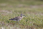 Regenbrachvogel
