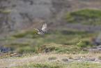 Regenbrachvogel