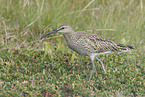 Regenbrachvogel