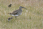 Regenbrachvogel