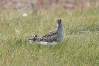 Regenbrachvogel