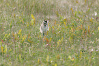 Regenbrachvogel