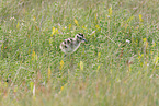 Regenbrachvogel