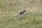 Regenbrachvogel