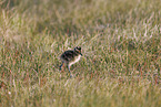 Regenbrachvogel