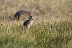 Regenbrachvogel