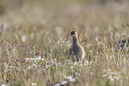 Regenbrachvogel