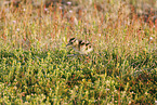 Regenbrachvogel