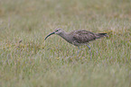 Regenbrachvogel