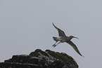 Regenbrachvogel