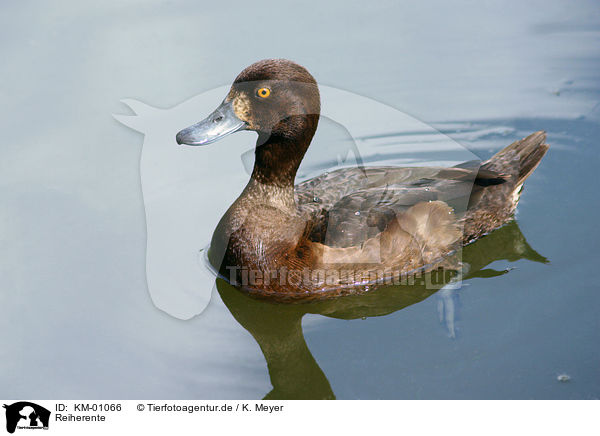 Reiherente / Tufted Duck / KM-01066