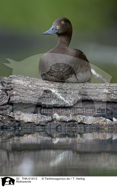 Reiherente / tufted duck / THA-01812