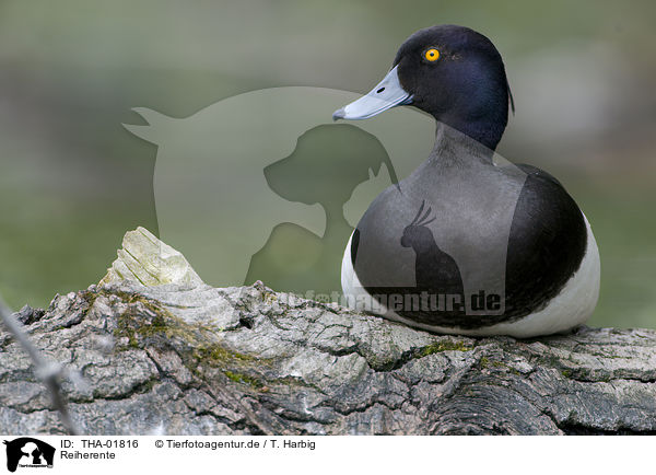 Reiherente / tufted duck / THA-01816