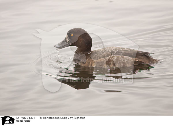 Reiherente / tufted duck / WS-04371