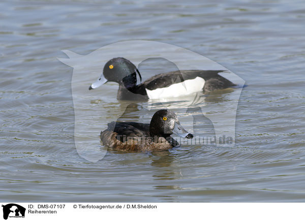 Reiherenten / tufted ducks / DMS-07107