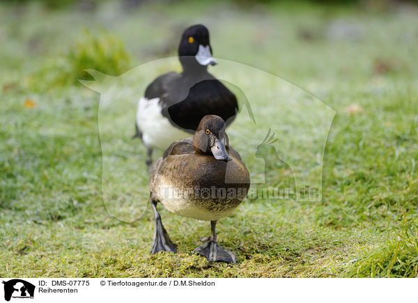 Reiherenten / tufted ducks / DMS-07775