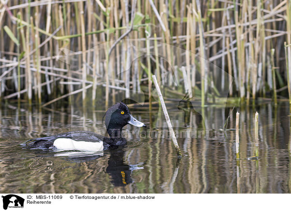 Reiherente / tufted duck / MBS-11069
