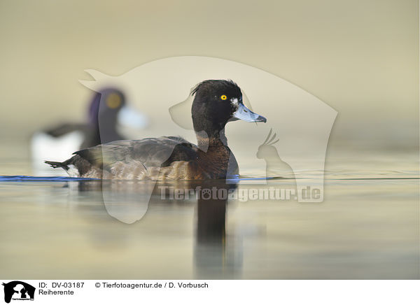 Reiherente / tufted duck / DV-03187