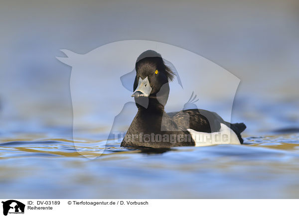 Reiherente / tufted duck / DV-03189