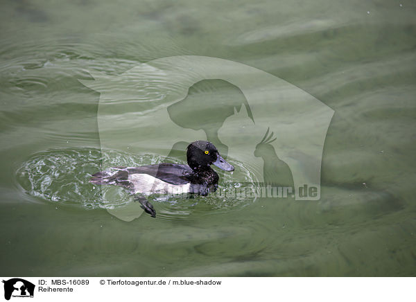 Reiherente / tufted duck / MBS-16089