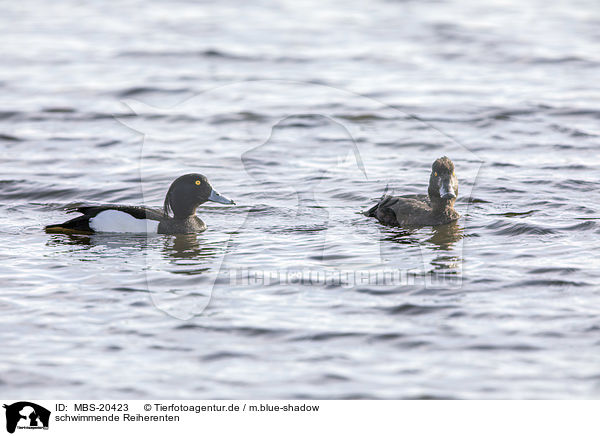 schwimmende Reiherenten / swimming Tufted Ducks / MBS-20423