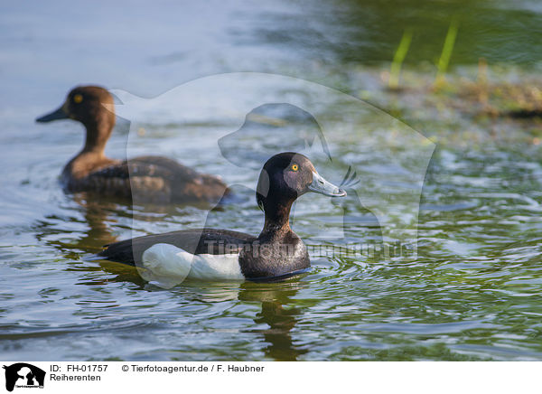 Reiherenten / tufted ducks / FH-01757