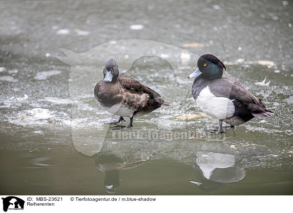 Reiherenten / tufted ducks / MBS-23621