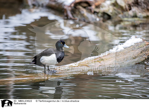 Reiherente / tufted duck / MBS-23622