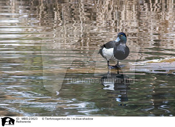 Reiherente / tufted duck / MBS-23623