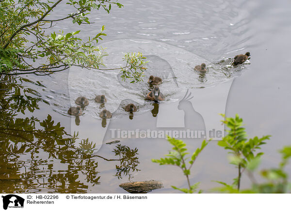 Reiherenten / tufted ducks / HB-02296