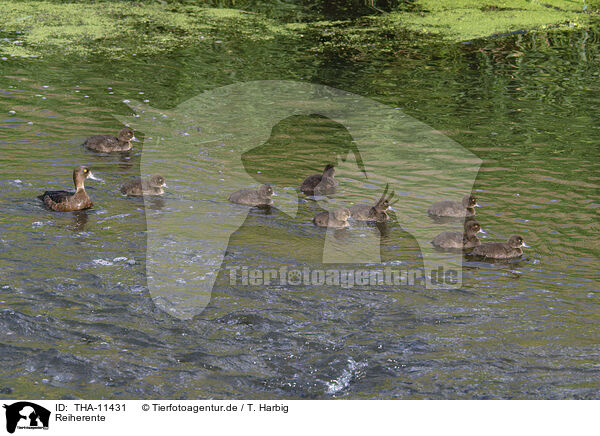 Reiherente / tufted duck / THA-11431