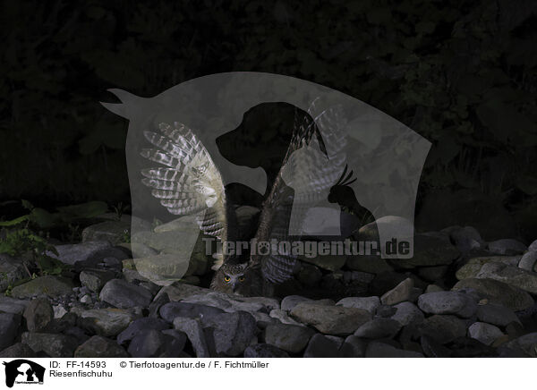 Riesenfischuhu / Blakiston's fish owl / FF-14593