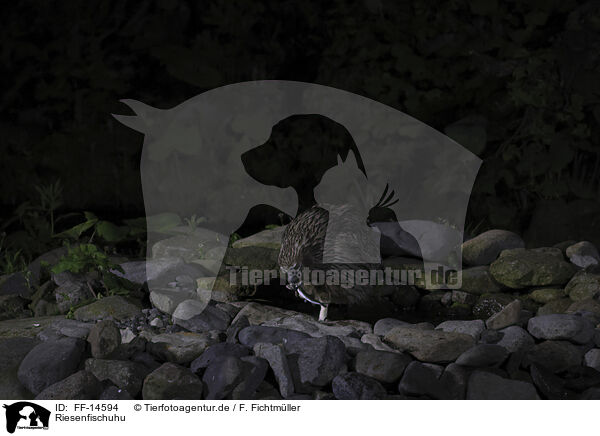 Riesenfischuhu / Blakiston's fish owl / FF-14594