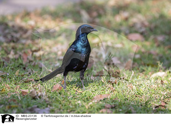 Riesenglanzstar / Burchells starling / MBS-23136