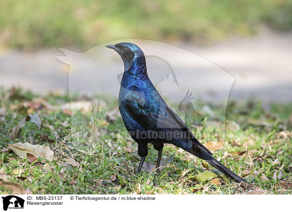 Riesenglanzstar / Burchells starling / MBS-23137