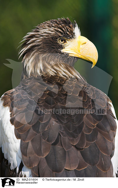 Riesenseeadler / Stellers sea-eagle / MAZ-01604