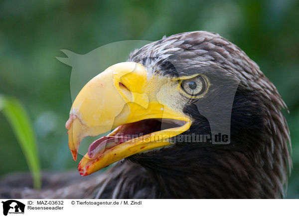 Riesenseeadler / Stellers sea-eagle / MAZ-03632