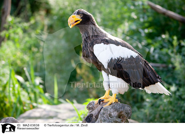 Riesenseeadler / Stellers sea-eagle / MAZ-03638