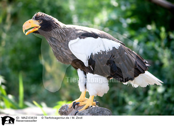 Riesenseeadler / Stellers sea-eagle / MAZ-03639