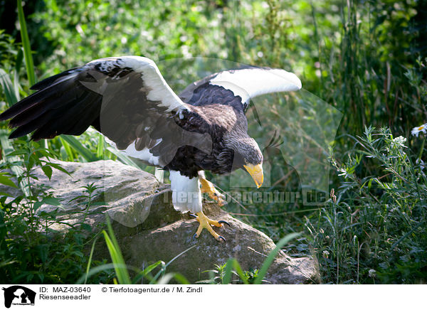Riesenseeadler / Stellers sea-eagle / MAZ-03640