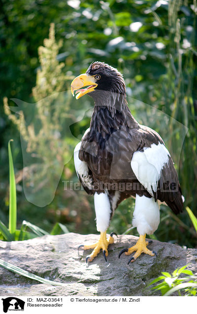 Riesenseeadler / Stellers sea-eagle / MAZ-03641