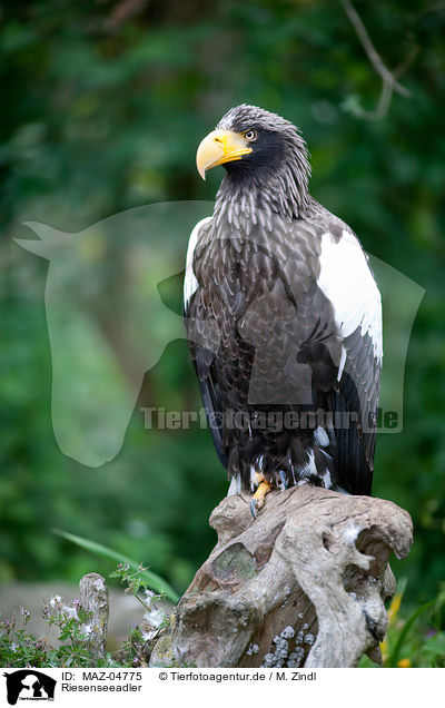 Riesenseeadler / Stellers sea-eagle / MAZ-04775