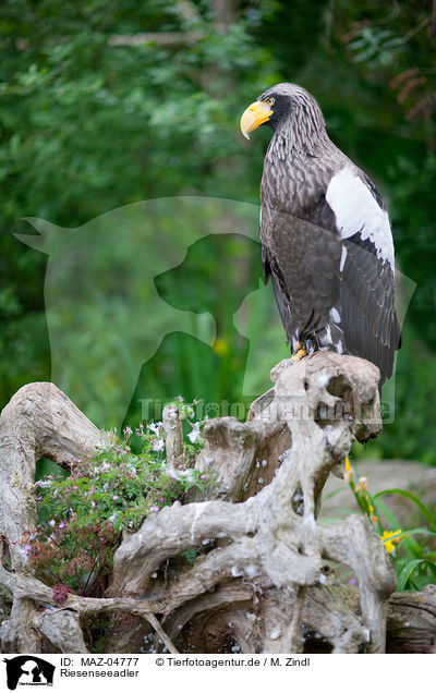 Riesenseeadler / Stellers sea-eagle / MAZ-04777