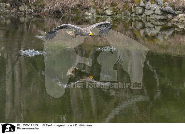 Riesenseeadler / Stellers sea-eagle / PW-01513