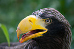 Riesenseeadler