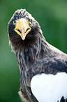 Riesenseeadler