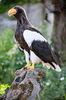 Riesenseeadler